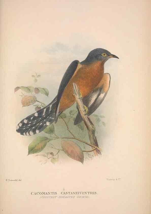 Reproducción/Reproduction 48684835852: The Birds of Australia. London :Witherby & Co.,1910-1927.. 