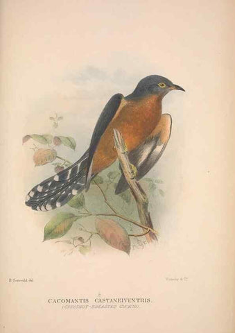 Reproducción/Reproduction 48684835852: The Birds of Australia. London :Witherby & Co.,1910-1927.. 