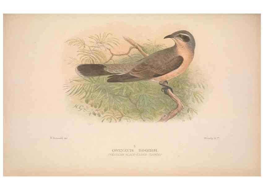 Reproducción/Reproduction 48684325033: The Birds of Australia. London :Witherby & Co.,1910-1927.. 