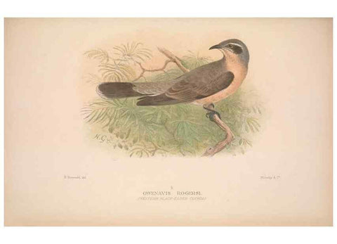 Reproducción/Reproduction 48684325033: The Birds of Australia. London :Witherby & Co.,1910-1927.. 