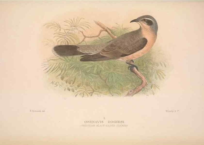 Reproducción/Reproduction 48684325033: The Birds of Australia. London :Witherby & Co.,1910-1927.. 
