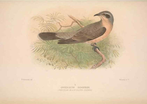 Reproducción/Reproduction 48684325033: The Birds of Australia. London :Witherby & Co.,1910-1927.. 