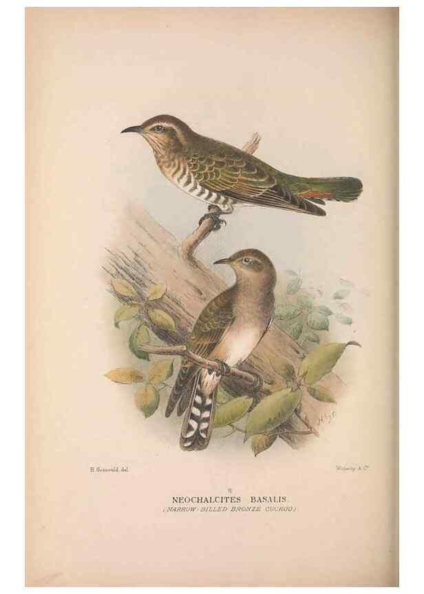 Reproducción/Reproduction 48684663996: The Birds of Australia. London :Witherby & Co.,1910-1927.. 