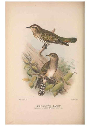 Reproducción/Reproduction 48684663996: The Birds of Australia. London :Witherby & Co.,1910-1927.. 