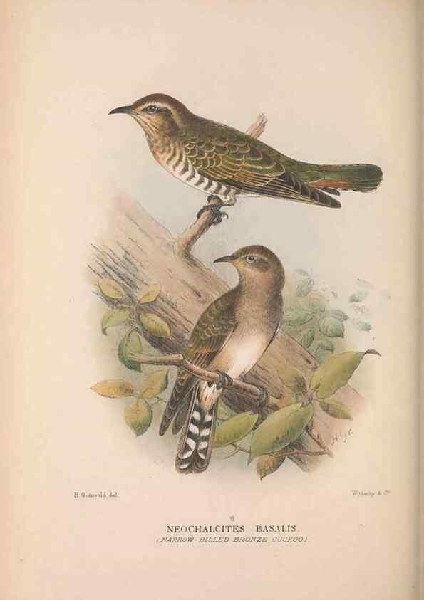 Reproducción/Reproduction 48684663996: The Birds of Australia. London :Witherby & Co.,1910-1927.. 