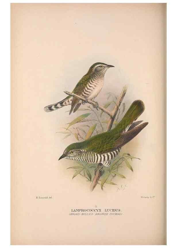 Reproducción/Reproduction 48684836712: The Birds of Australia. London :Witherby & Co.,1910-1927.. 