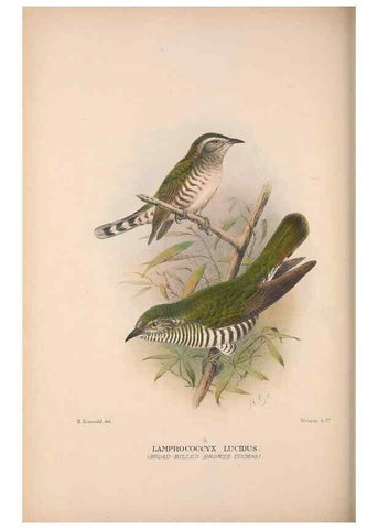 Reproducción/Reproduction 48684836712: The Birds of Australia. London :Witherby & Co.,1910-1927.. 