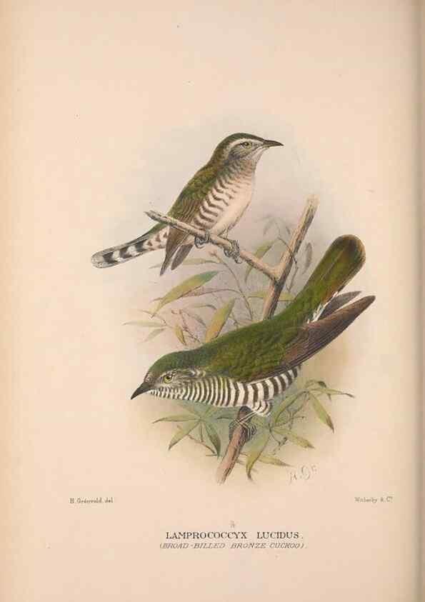 Reproducción/Reproduction 48684836712: The Birds of Australia. London :Witherby & Co.,1910-1927.. 