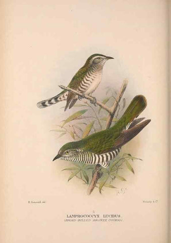 Reproducción/Reproduction 48684836712: The Birds of Australia. London :Witherby & Co.,1910-1927.. 