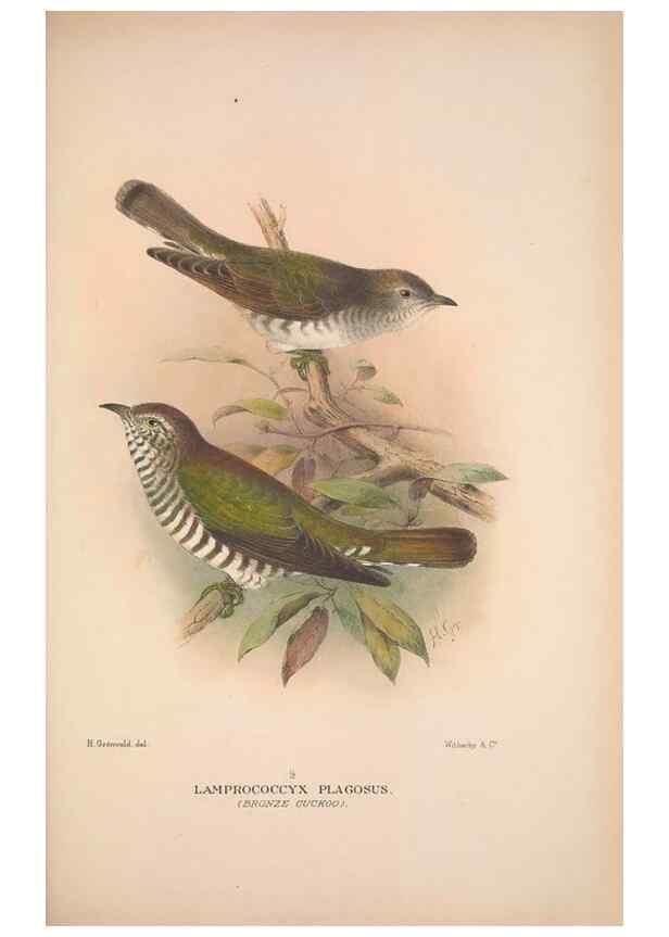 Reproducción/Reproduction 48684837022: The Birds of Australia. London :Witherby & Co.,1910-1927.. 