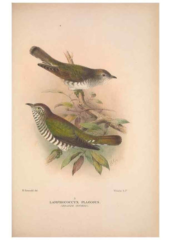 Reproducción/Reproduction 48684837022: The Birds of Australia. London :Witherby & Co.,1910-1927.. 