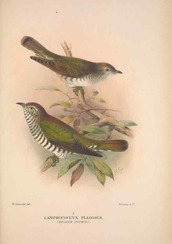 Reproducción/Reproduction 48684837022: The Birds of Australia. London :Witherby & Co.,1910-1927.. 