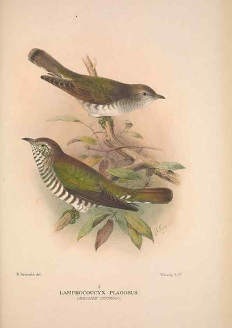 Reproducción/Reproduction 48684837022: The Birds of Australia. London :Witherby & Co.,1910-1927.. 