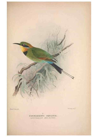 Reproducción/Reproduction 48684831827: The Birds of Australia. London :Witherby & Co.,1910-1927.. 