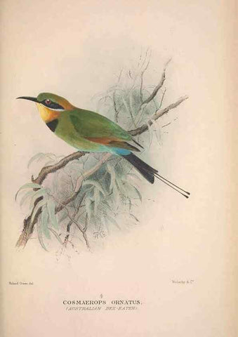 Reproducción/Reproduction 48684831827: The Birds of Australia. London :Witherby & Co.,1910-1927.. 