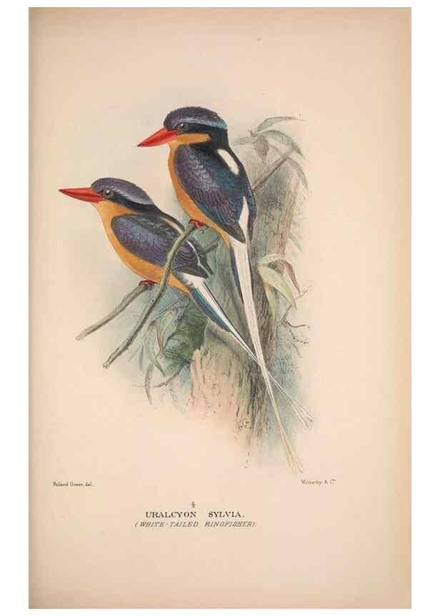 Reproducción/Reproduction 48684831472: The Birds of Australia. London :Witherby & Co.,1910-1927.. 