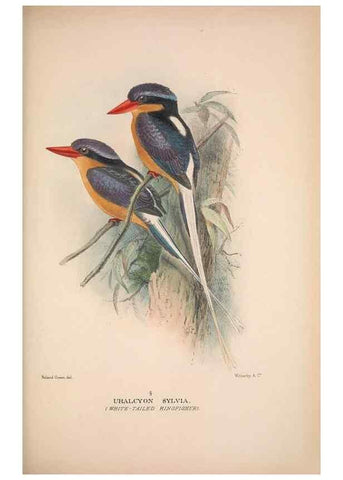 Reproducción/Reproduction 48684831472: The Birds of Australia. London :Witherby & Co.,1910-1927.. 