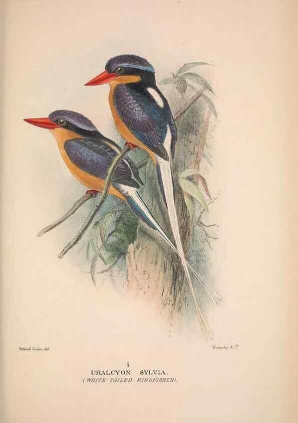 Reproducción/Reproduction 48684831472: The Birds of Australia. London :Witherby & Co.,1910-1927.. 