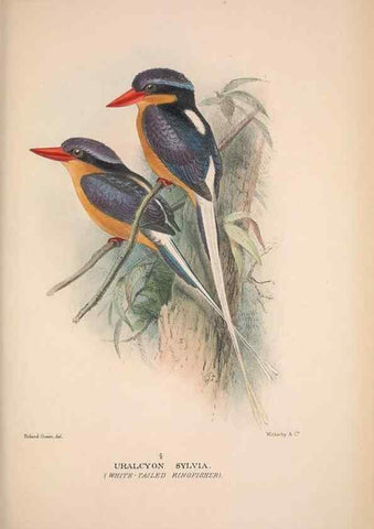Reproducción/Reproduction 48684831472: The Birds of Australia. London :Witherby & Co.,1910-1927.. 