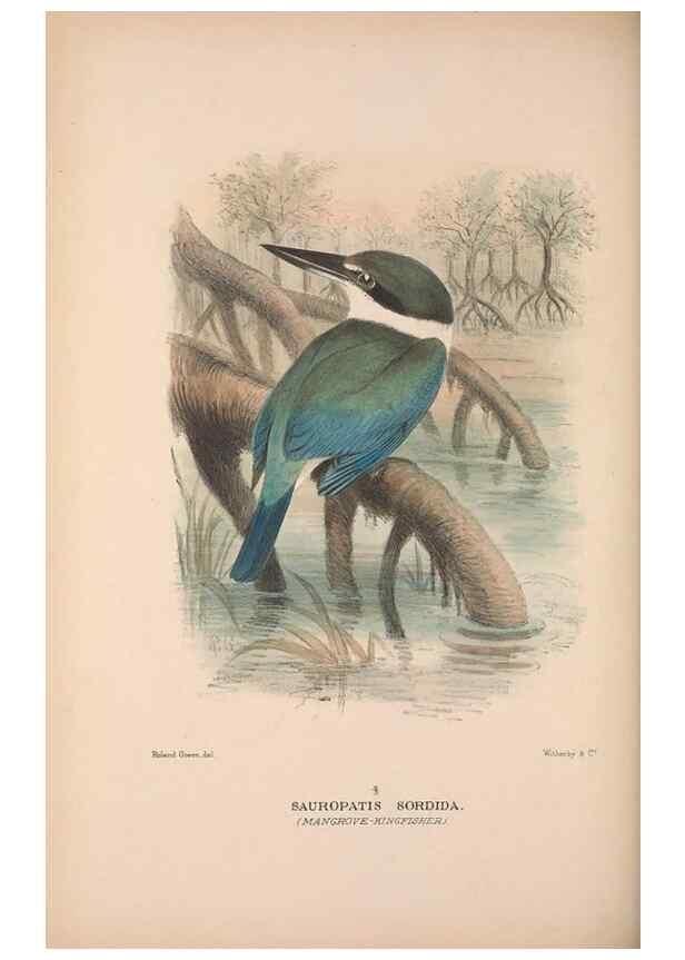 Reproducción/Reproduction 48684658431: The Birds of Australia. London :Witherby & Co.,1910-1927.. 