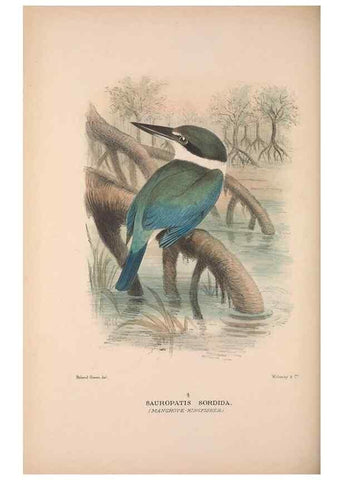 Reproducción/Reproduction 48684658431: The Birds of Australia. London :Witherby & Co.,1910-1927.. 