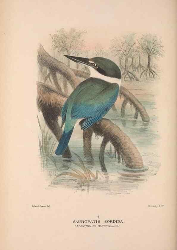 Reproducción/Reproduction 48684658431: The Birds of Australia. London :Witherby & Co.,1910-1927.. 