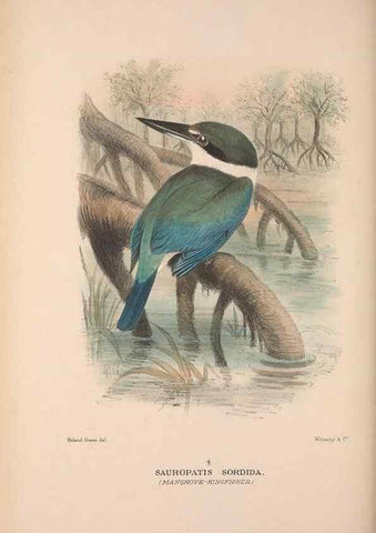 Reproducción/Reproduction 48684658431: The Birds of Australia. London :Witherby & Co.,1910-1927.. 