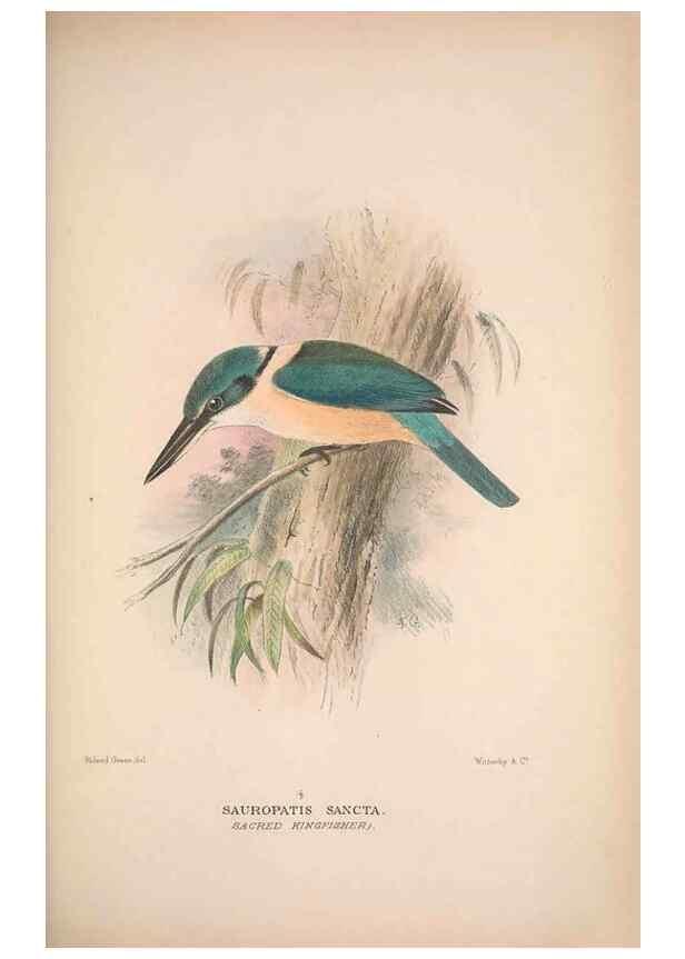 Reproducción/Reproduction 48684830657: The Birds of Australia. London :Witherby & Co.,1910-1927.. 