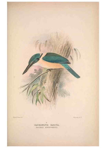 Reproducción/Reproduction 48684830657: The Birds of Australia. London :Witherby & Co.,1910-1927.. 