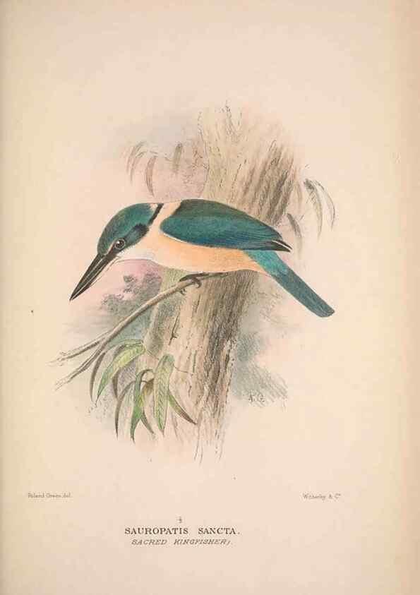 Reproducción/Reproduction 48684830657: The Birds of Australia. London :Witherby & Co.,1910-1927.. 