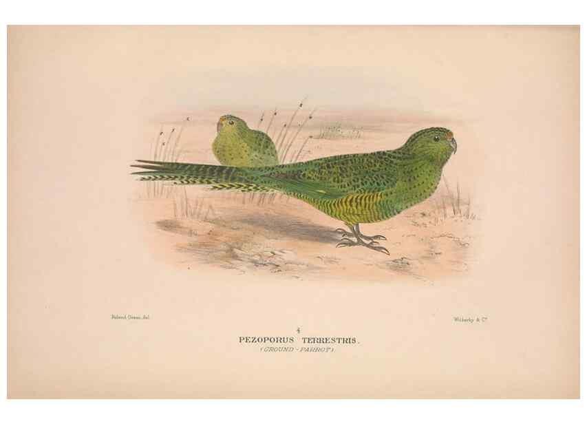 Reproducción/Reproduction 48684796417: The Birds of Australia. London :Witherby & Co.,1910-1927.. 