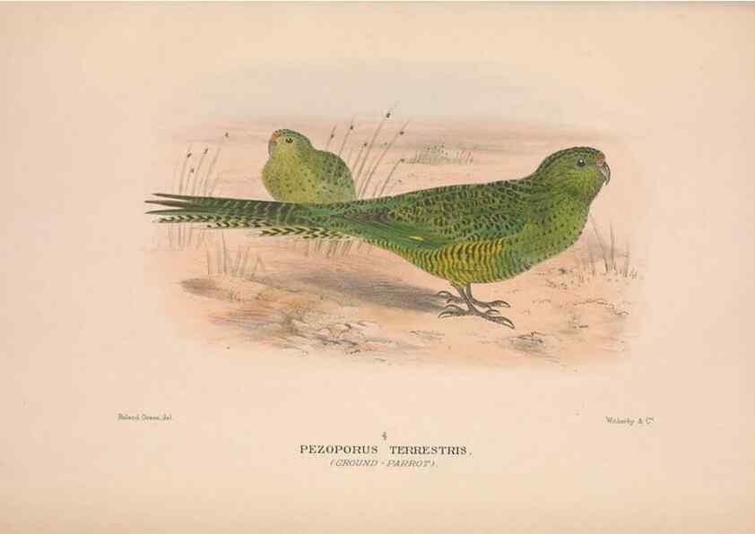 Reproducción/Reproduction 48684796417: The Birds of Australia. London :Witherby & Co.,1910-1927.. 