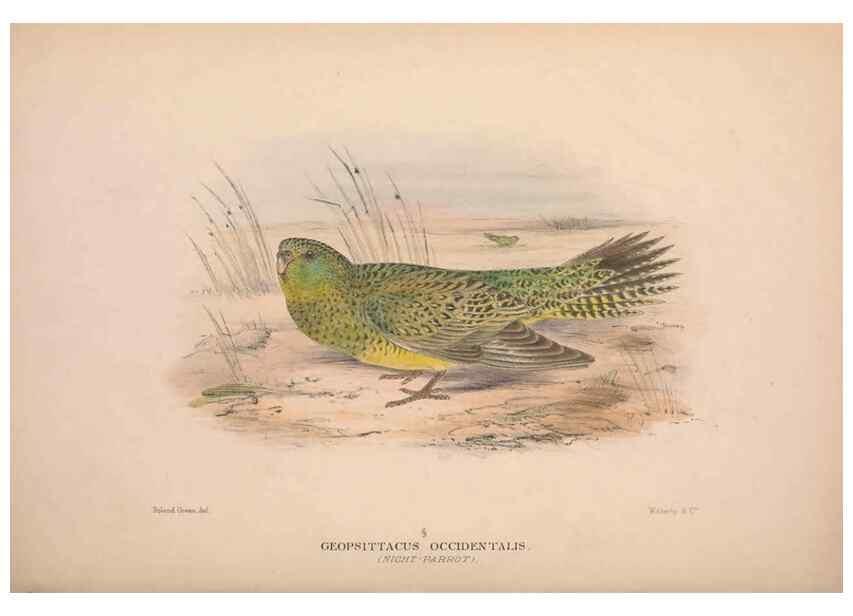 Reproducción/Reproduction 48684796727: The Birds of Australia. London :Witherby & Co.,1910-1927.. 