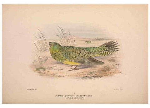Reproducción/Reproduction 48684796727: The Birds of Australia. London :Witherby & Co.,1910-1927.. 