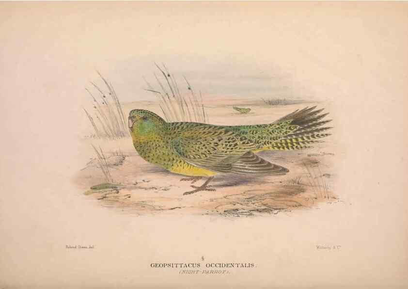 Reproducción/Reproduction 48684796727: The Birds of Australia. London :Witherby & Co.,1910-1927.. 