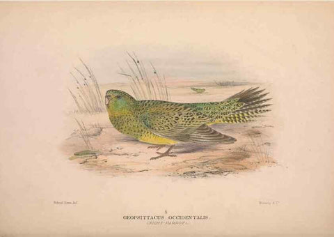 Reproducción/Reproduction 48684796727: The Birds of Australia. London :Witherby & Co.,1910-1927.. 