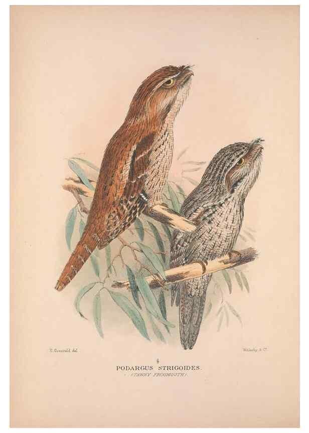 Reproducción/Reproduction 48684826632: The Birds of Australia. London :Witherby & Co.,1910-1927.. 
