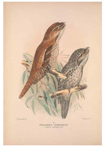 Reproducción/Reproduction 48684826632: The Birds of Australia. London :Witherby & Co.,1910-1927.. 