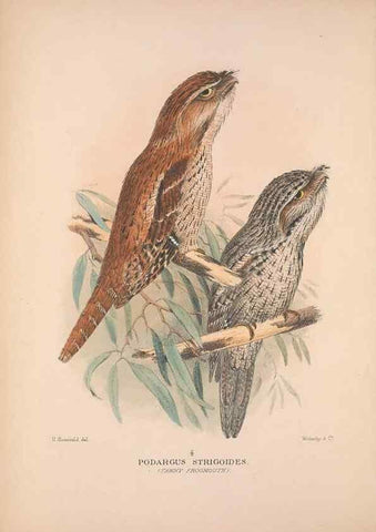 Reproducción/Reproduction 48684826632: The Birds of Australia. London :Witherby & Co.,1910-1927.. 