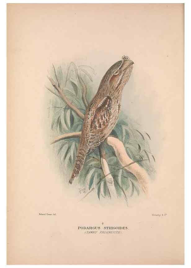 Reproducción/Reproduction 48684826922: The Birds of Australia. London :Witherby & Co.,1910-1927.. 