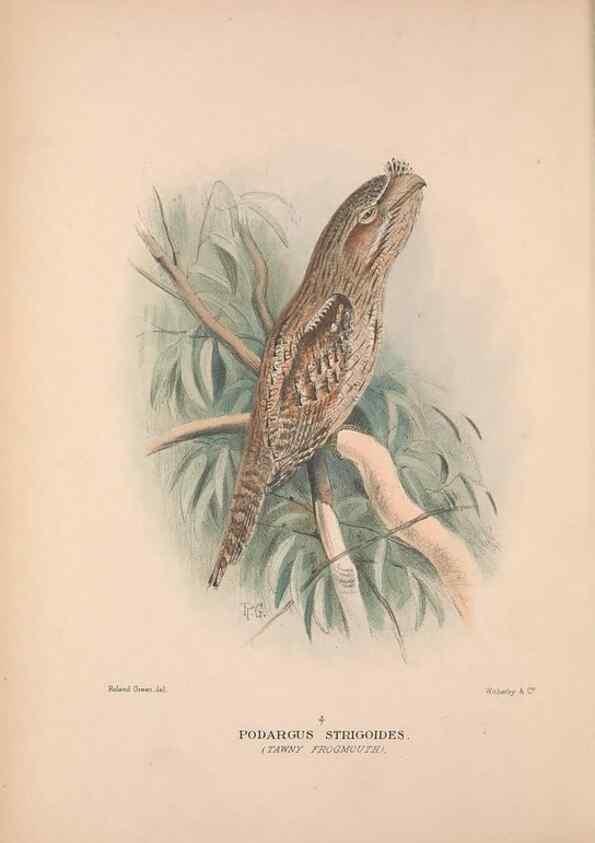 Reproducción/Reproduction 48684826922: The Birds of Australia. London :Witherby & Co.,1910-1927.. 