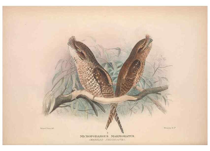 Reproducción/Reproduction 48684315458: The Birds of Australia. London :Witherby & Co.,1910-1927.. 
