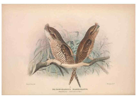 Reproducción/Reproduction 48684315458: The Birds of Australia. London :Witherby & Co.,1910-1927.. 