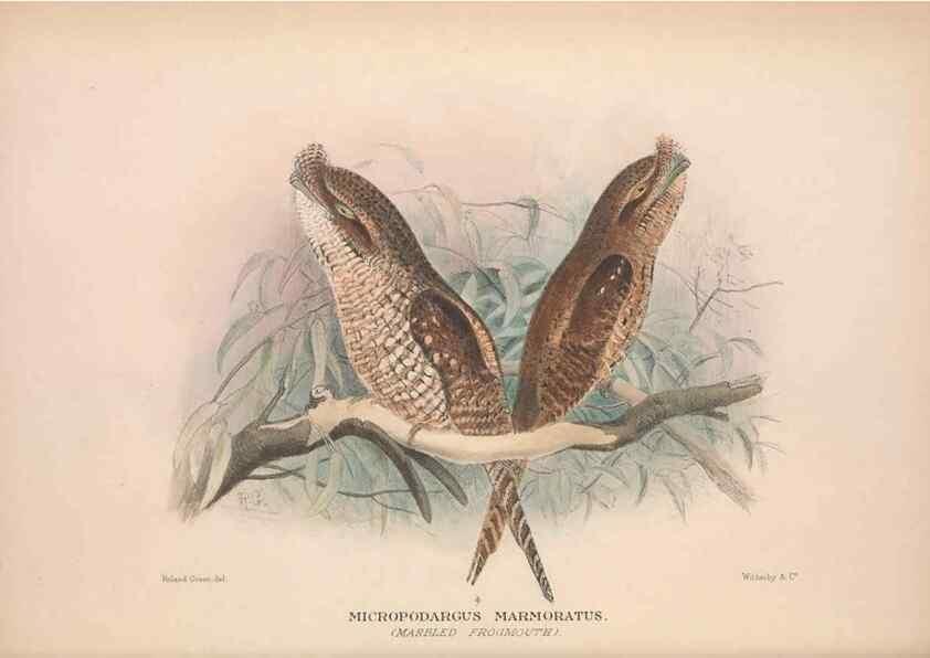 Reproducción/Reproduction 48684315458: The Birds of Australia. London :Witherby & Co.,1910-1927.. 