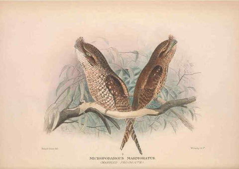 Reproducción/Reproduction 48684315458: The Birds of Australia. London :Witherby & Co.,1910-1927.. 