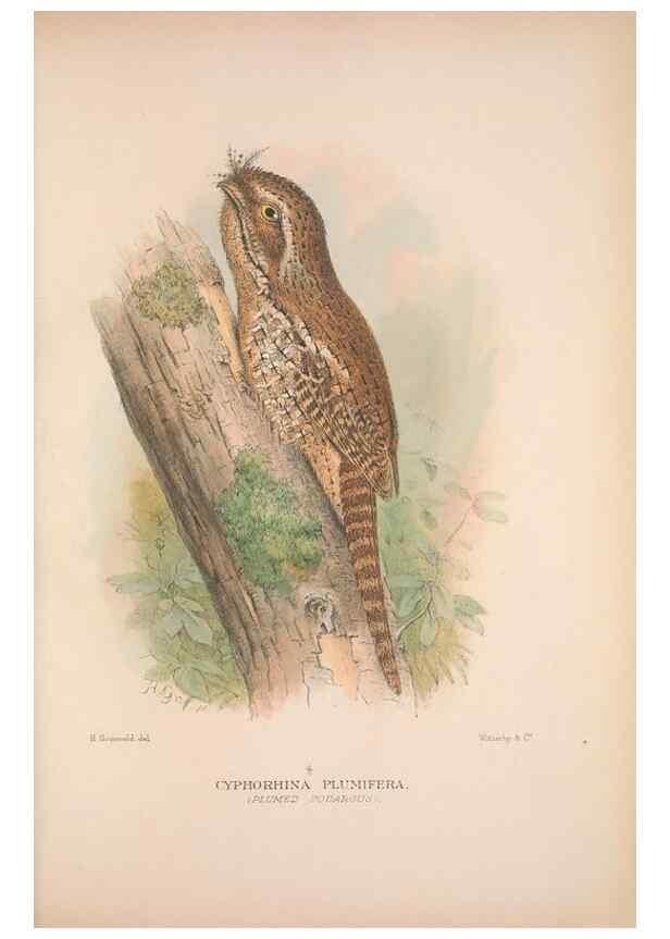 Reproducción/Reproduction 48684654711: The Birds of Australia. London :Witherby & Co.,1910-1927.. 