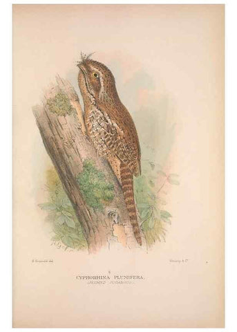 Reproducción/Reproduction 48684654711: The Birds of Australia. London :Witherby & Co.,1910-1927.. 