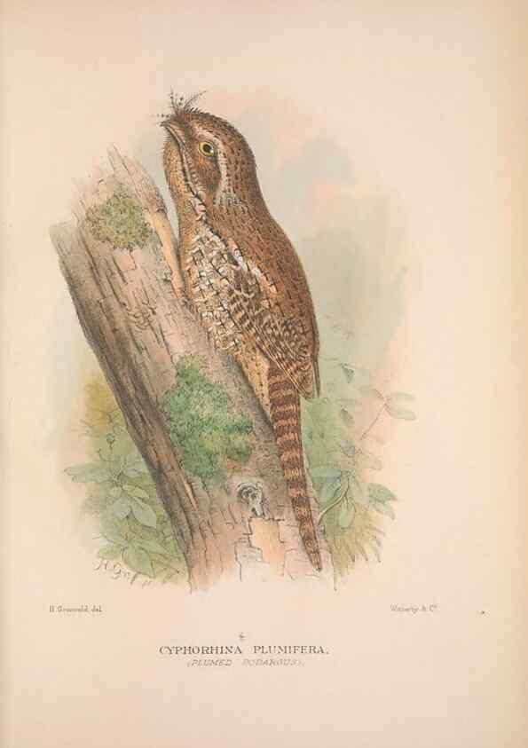 Reproducción/Reproduction 48684654711: The Birds of Australia. London :Witherby & Co.,1910-1927.. 