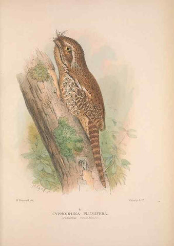Reproducción/Reproduction 48684654711: The Birds of Australia. London :Witherby & Co.,1910-1927.. 