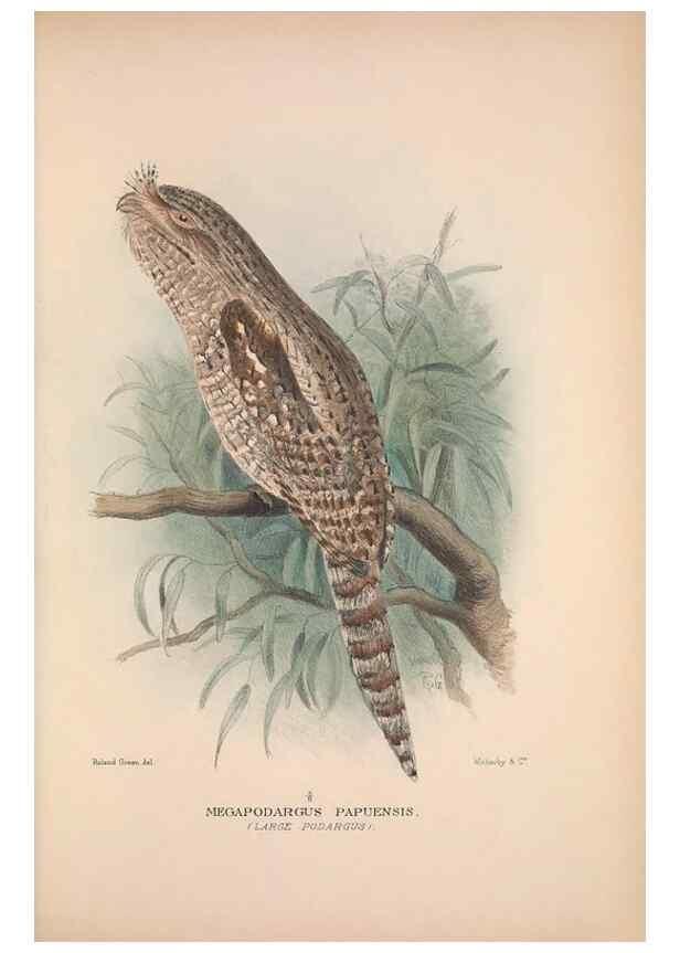 Reproducción/Reproduction 48684316178: The Birds of Australia. London :Witherby & Co.,1910-1927.. 
